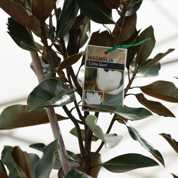 Flowering Trees Melbourne Small & Tall Flowering Trees